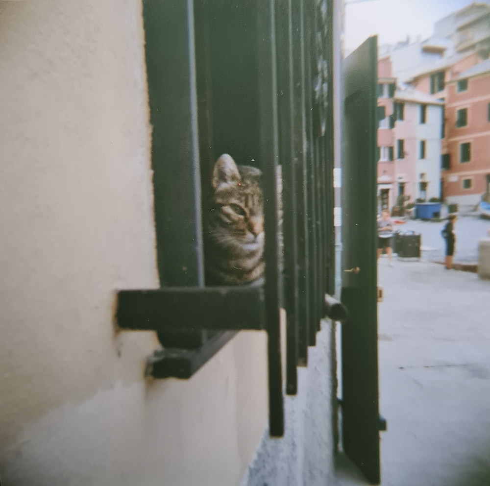 Italian Cat
