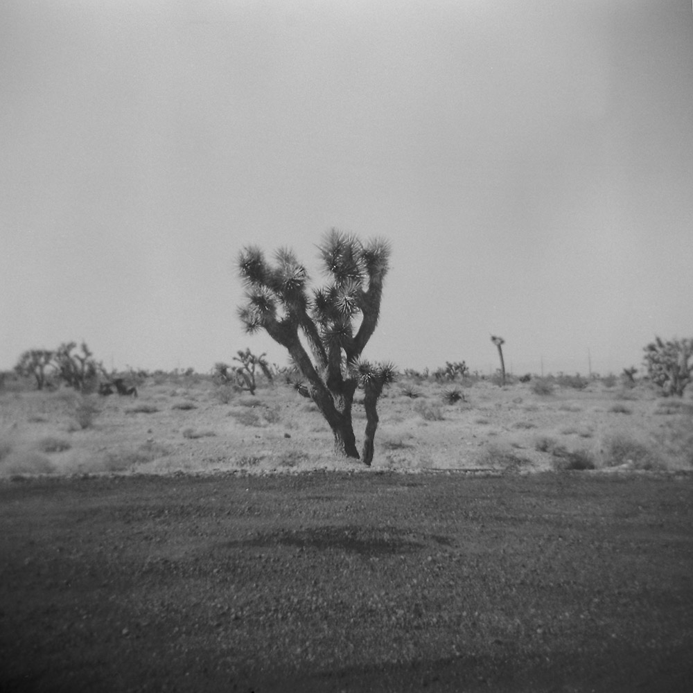 Joshua Tree