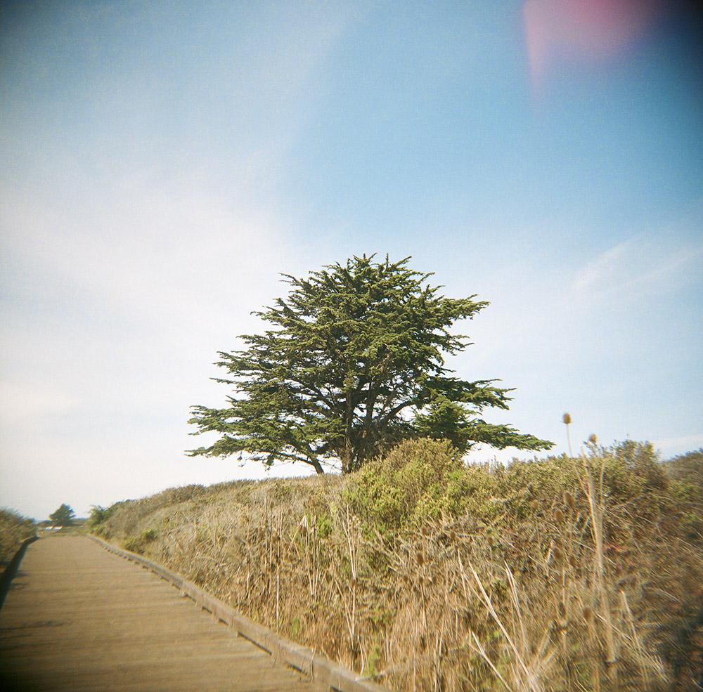 Beach Tree