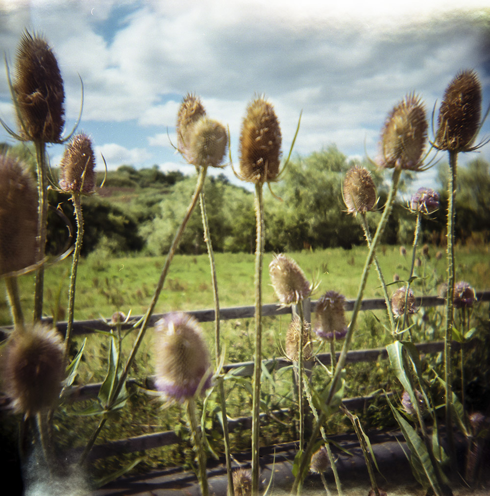 Autumn Teasels