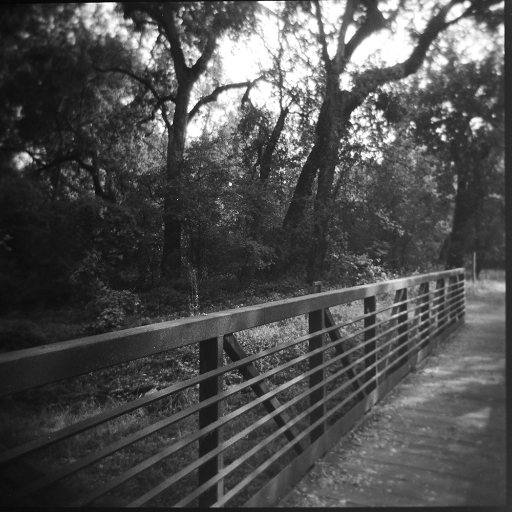 Morning Light in Bidwell Park