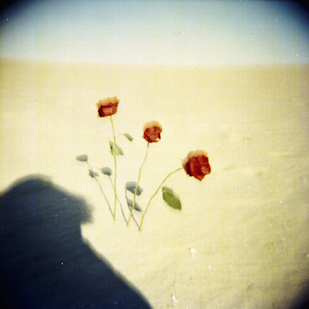 Roses in the Sand