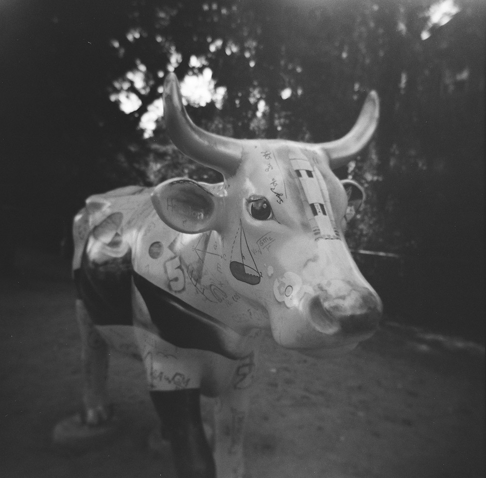 Math Cow