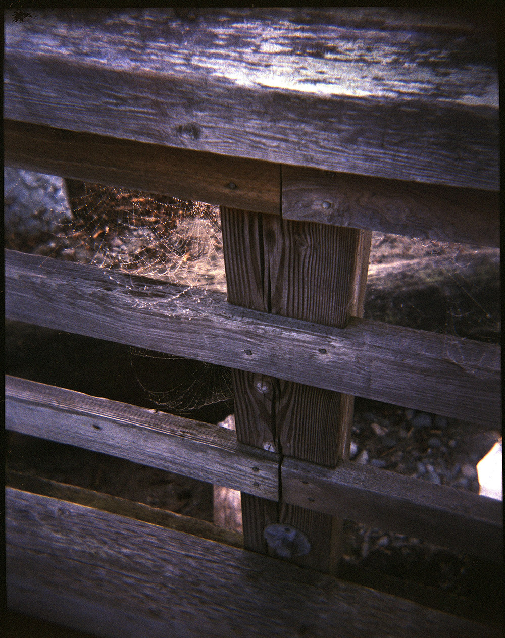 Spider Webs in the Mist