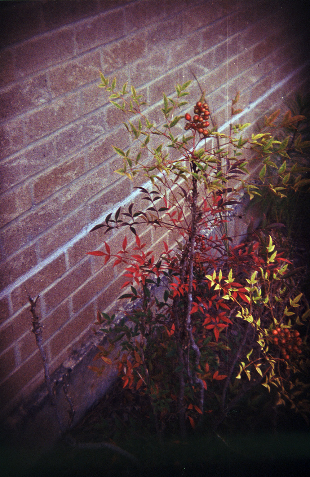 Berries & Bricks