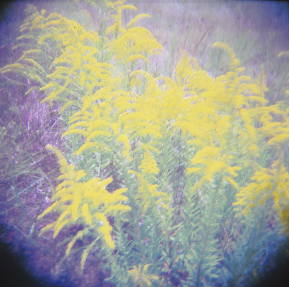 Goldenrod