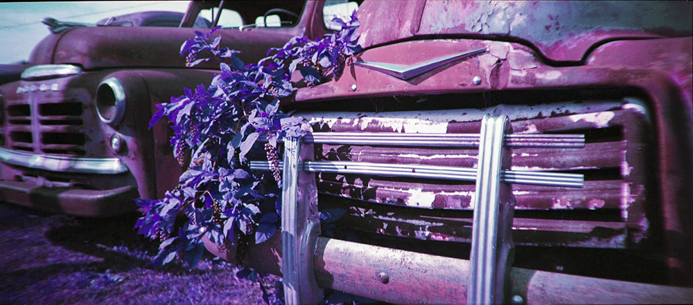 Purple Berries on Rust