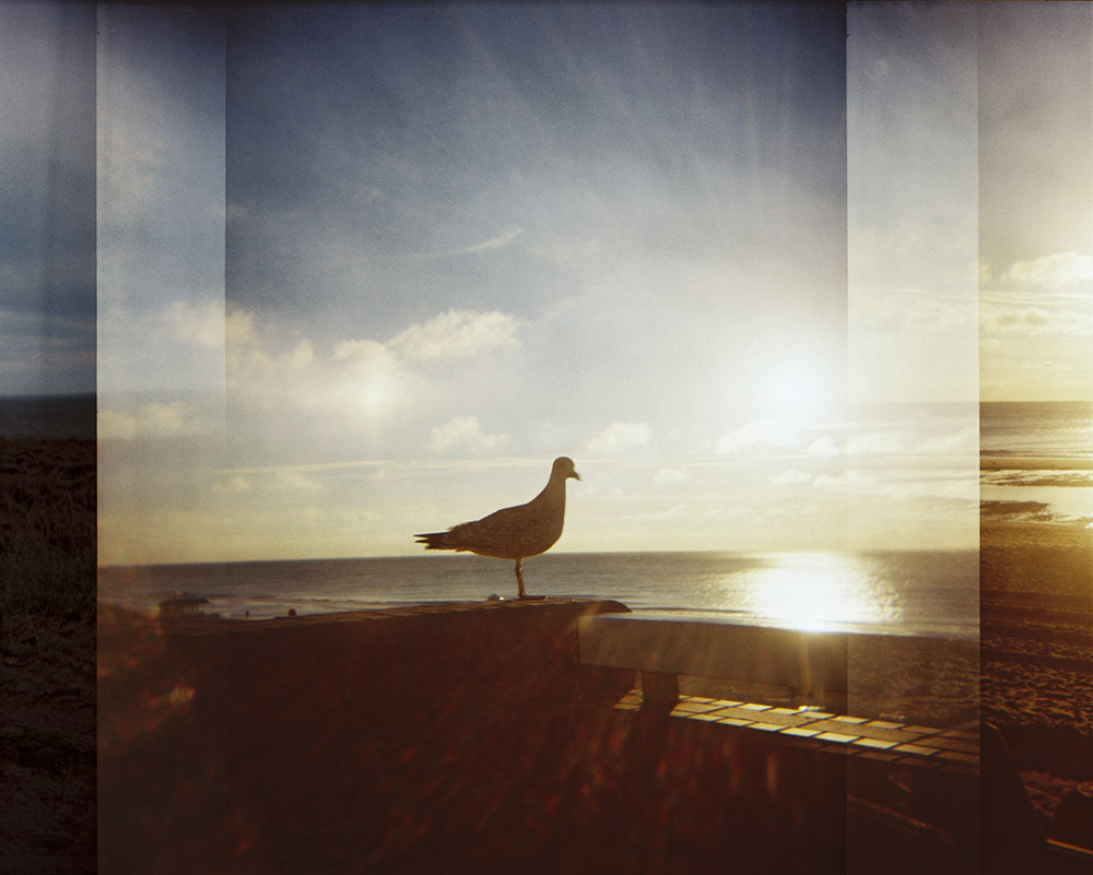 Seagull Sunset