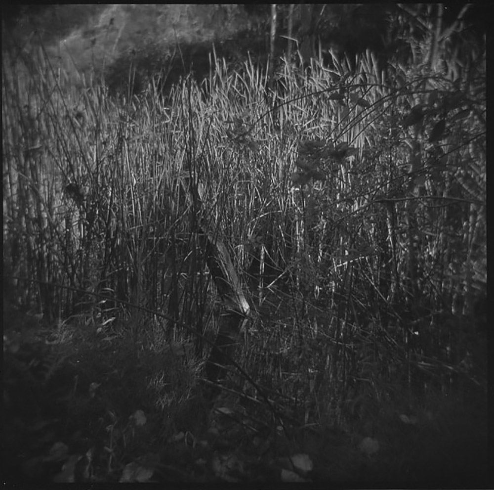 Salmon Arm Foreshore Trail