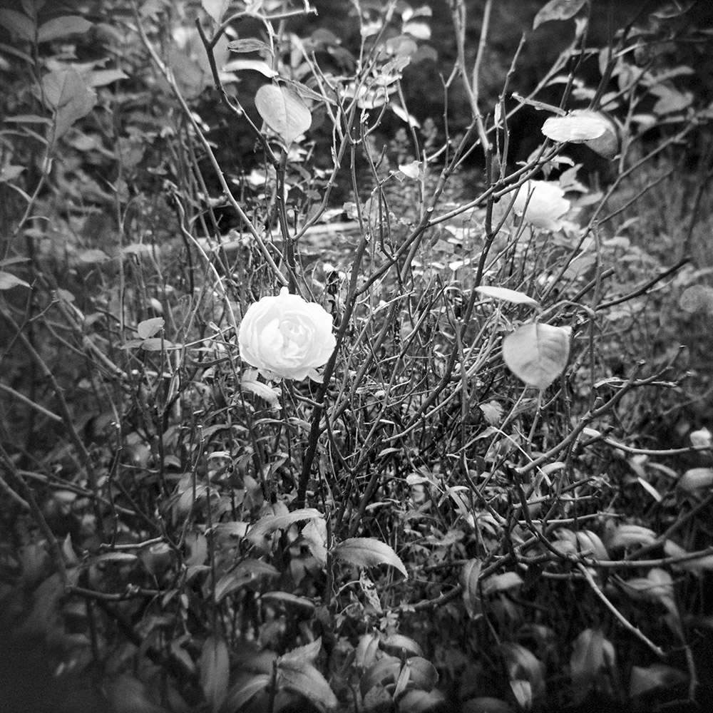 Holga Rose