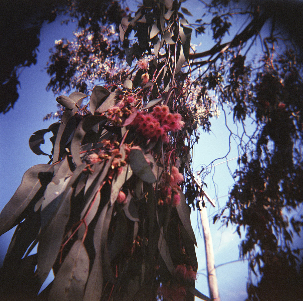 A Home Among the Gum Trees