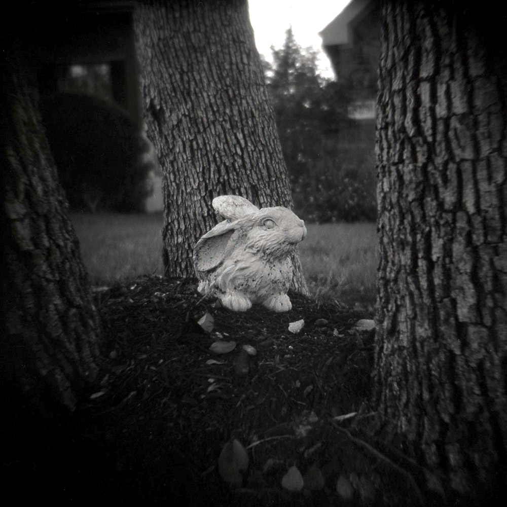 Rabbit among the trees