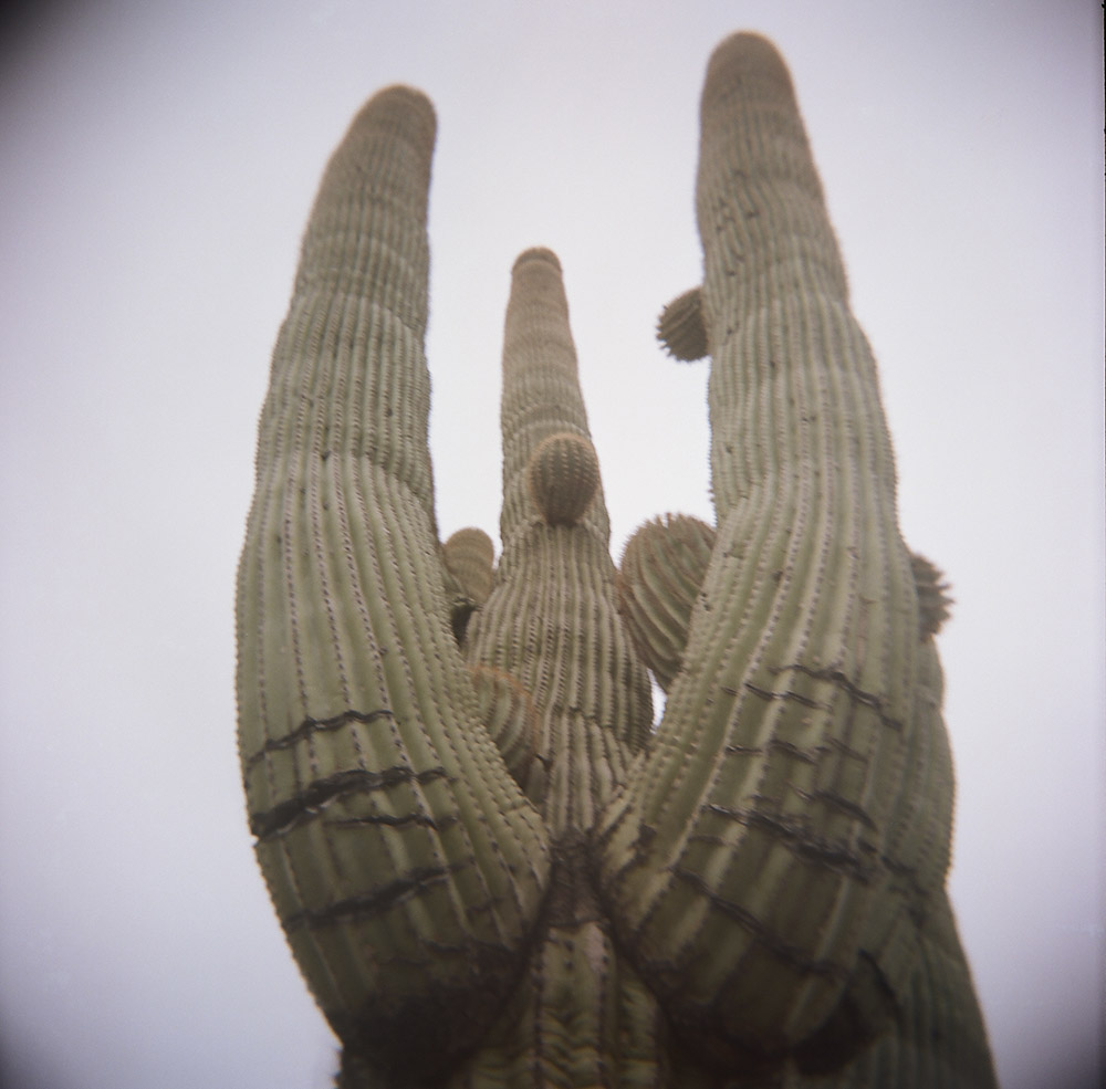 Really Big Cactus