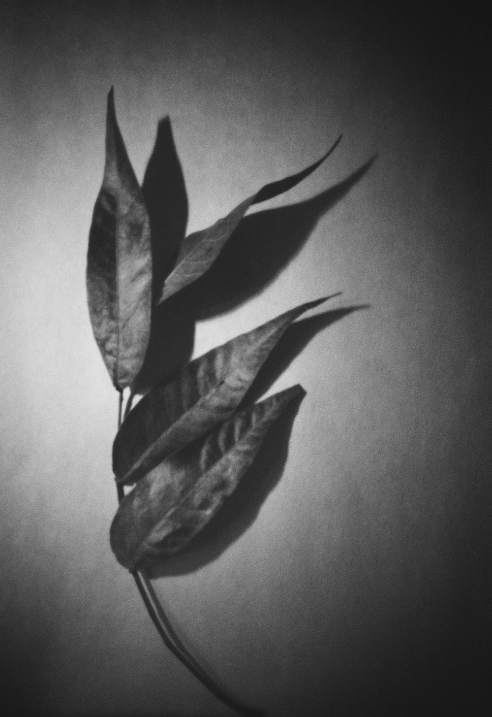 Pinhole Stilllife: Pecan Tree Leaves