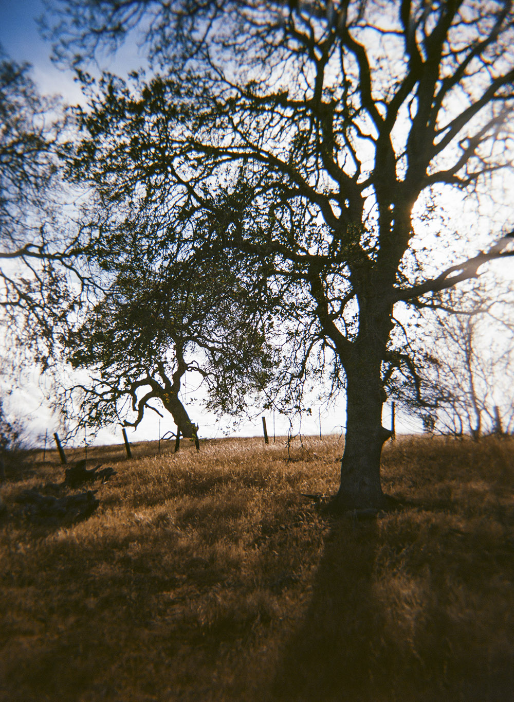 Dish Hill Loop Trees