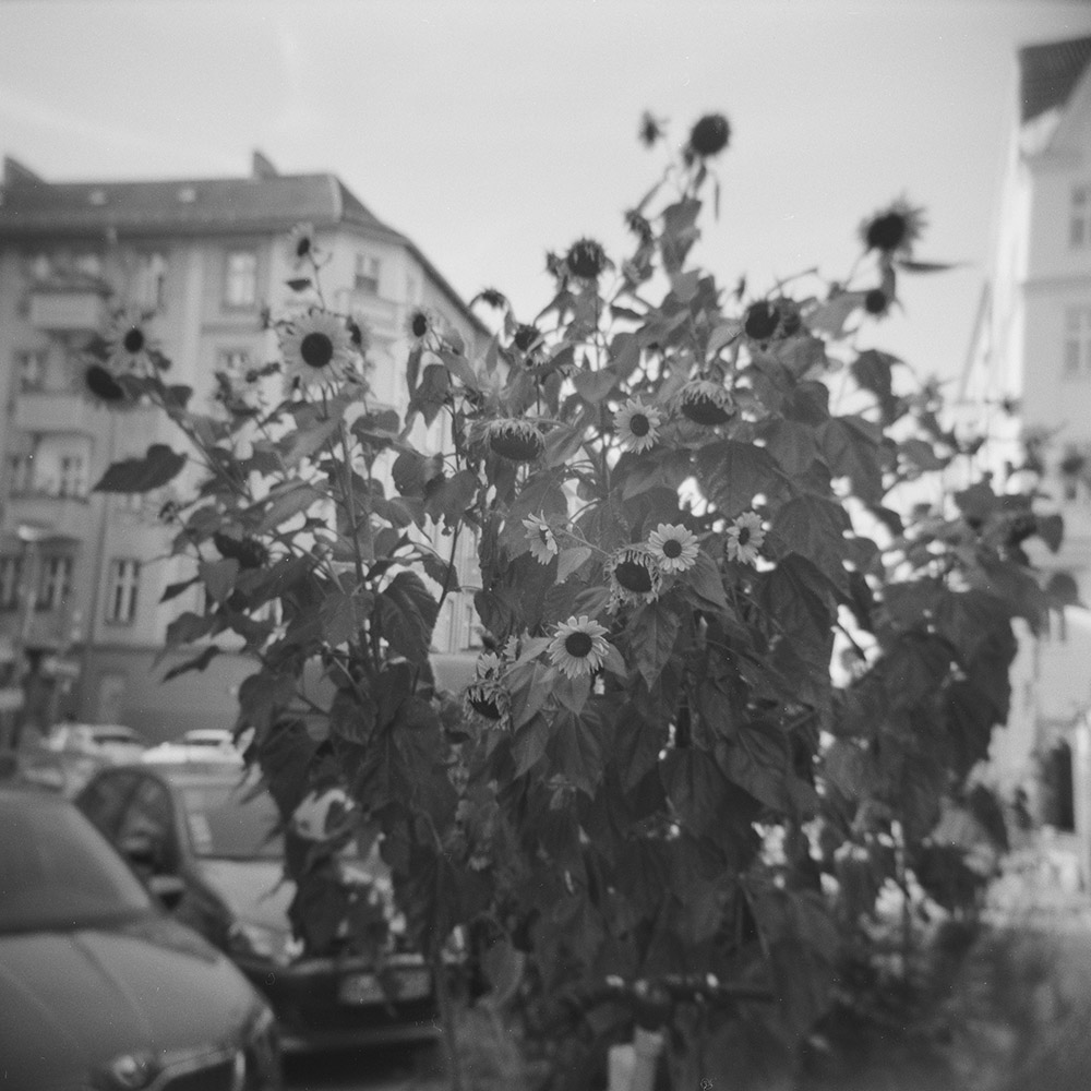 Sunflowers in Prenzlauer Berg