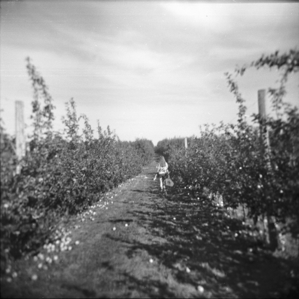 Apple Picking Season