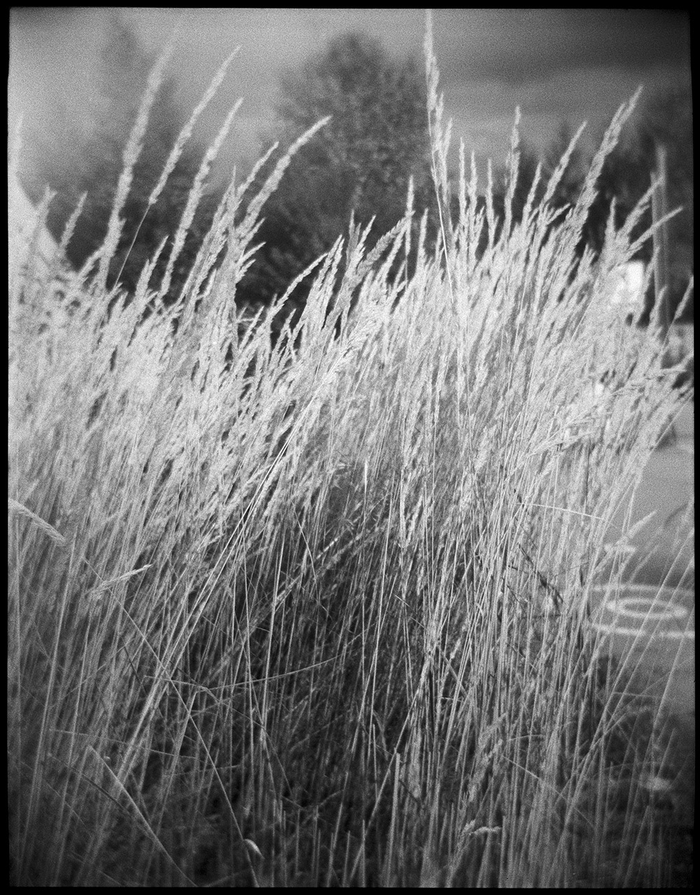 Grasses