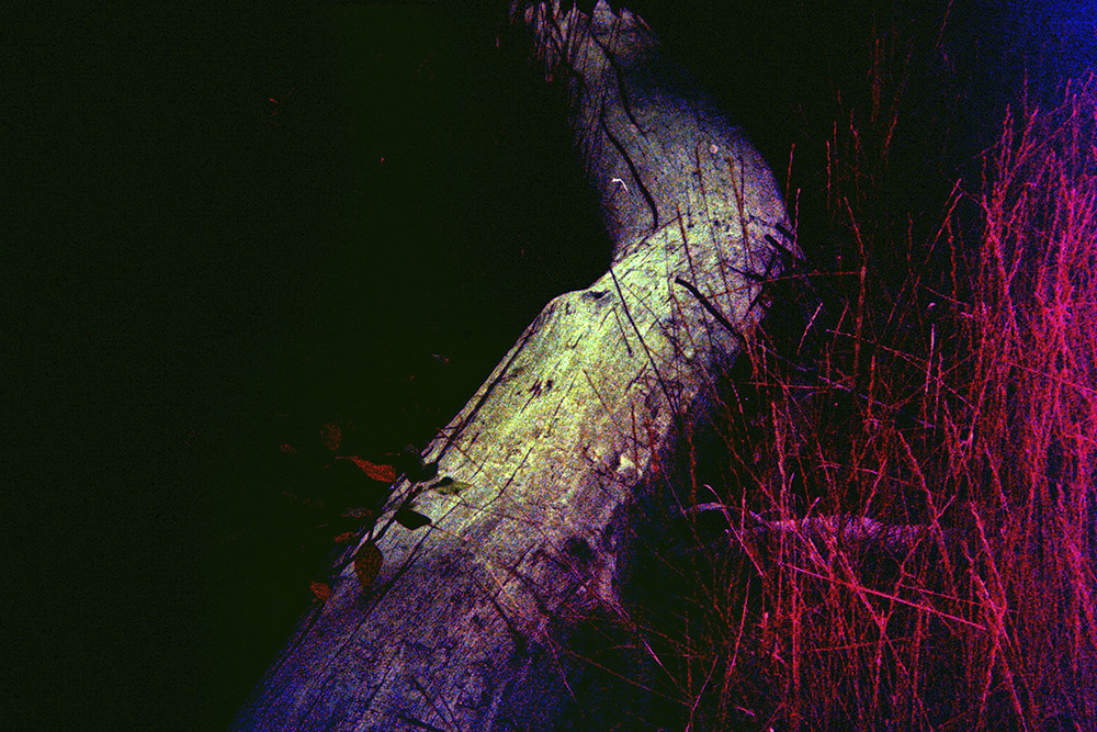 Light Leaked Log and Grass