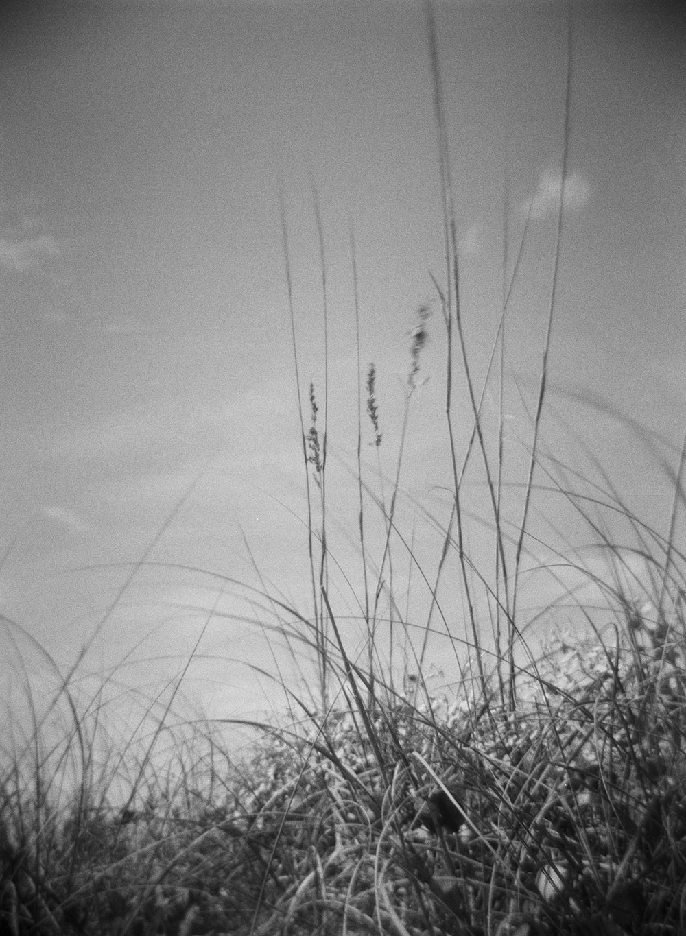 Ammophila breviligulata (Beach Grass)