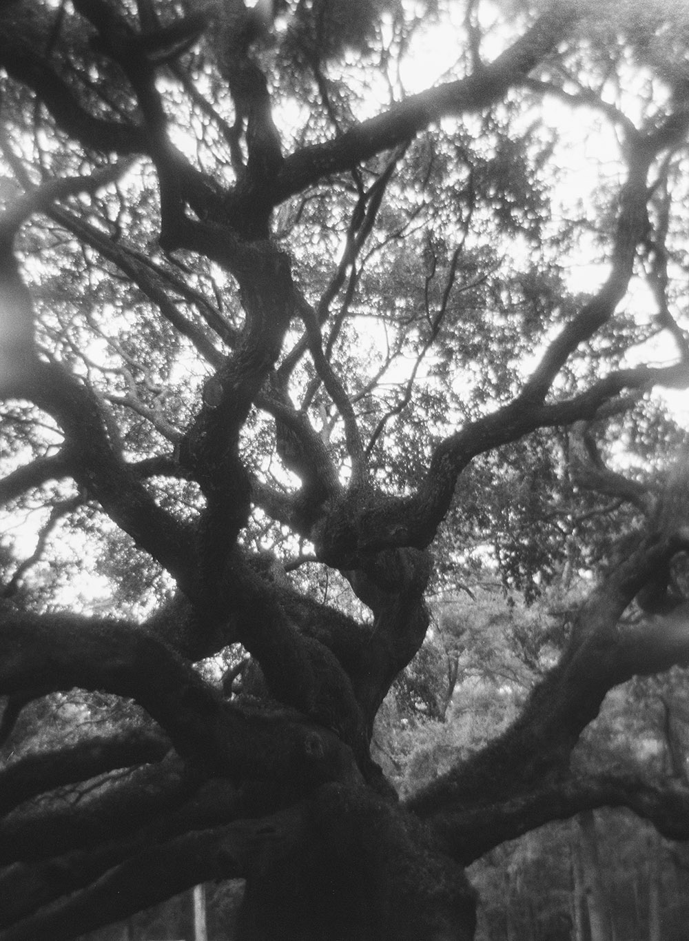 The Angel Oak