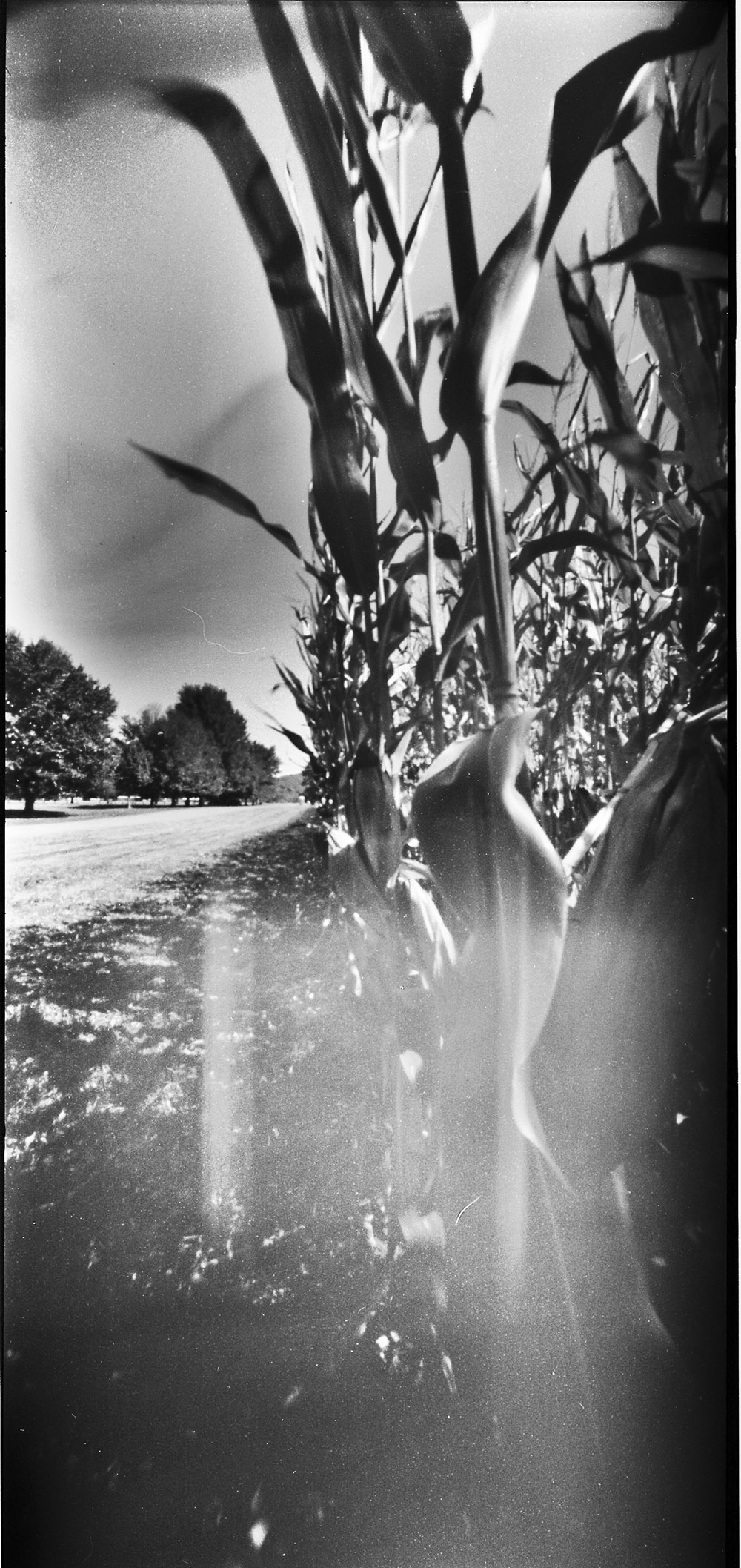 Cornfield