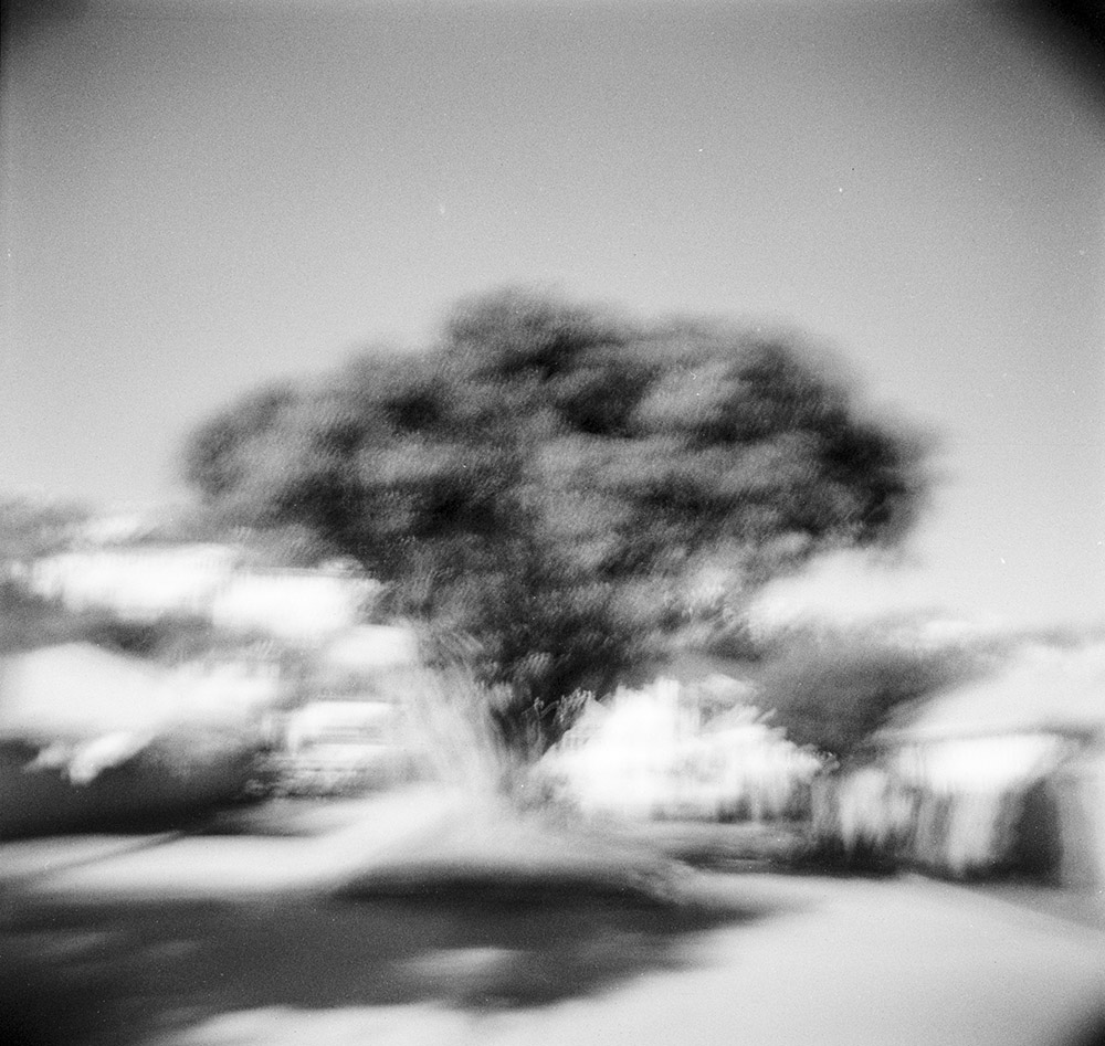 Pohutukawa tree