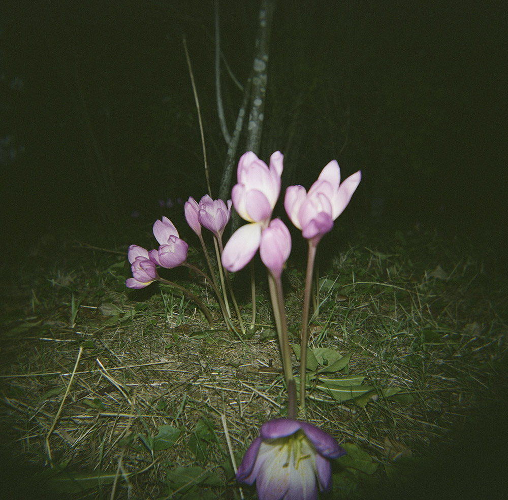 Crocus in the Flash