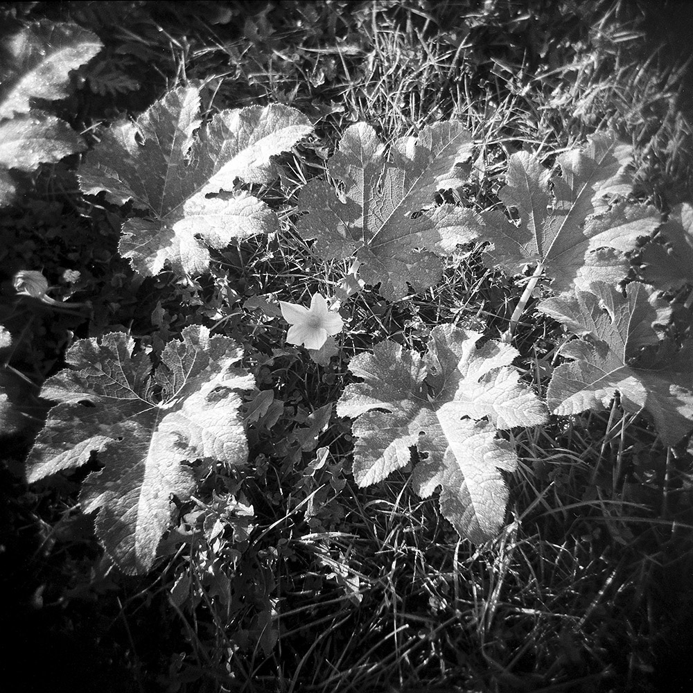 Pumpkin Blossom and Leaves