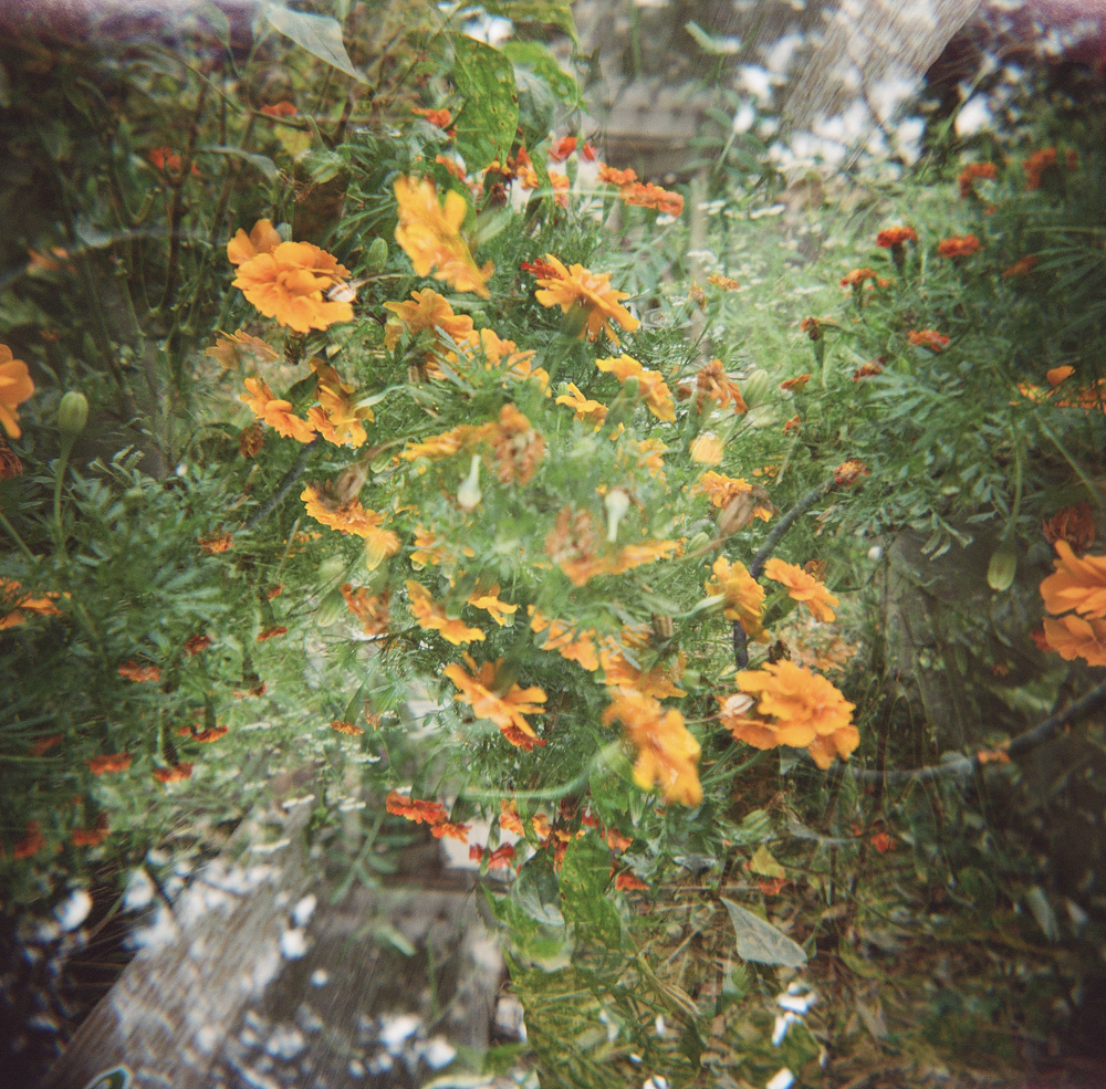 Marigold Spiral