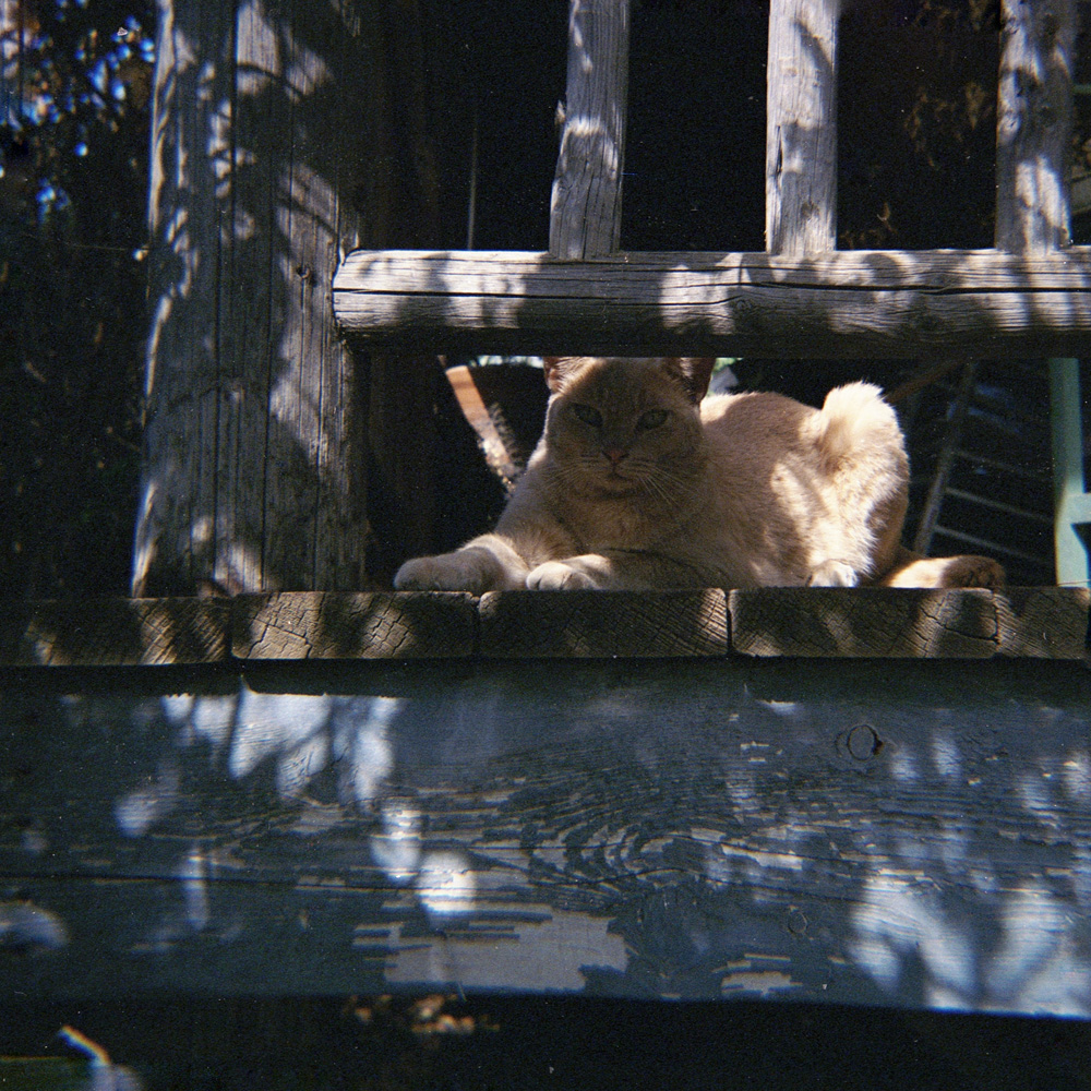 Porch Cat