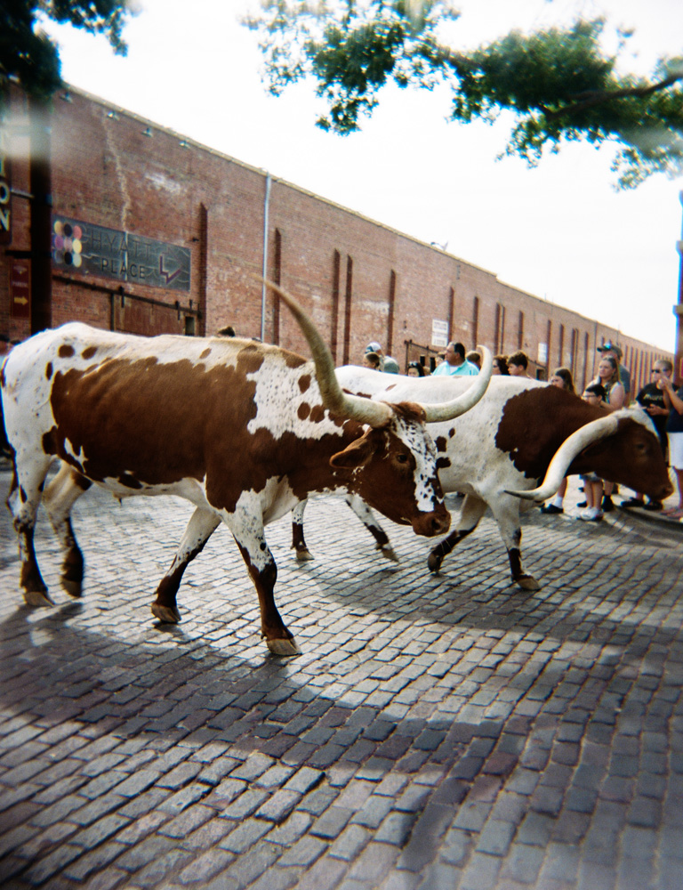Cattle Drive (past the burger joint)