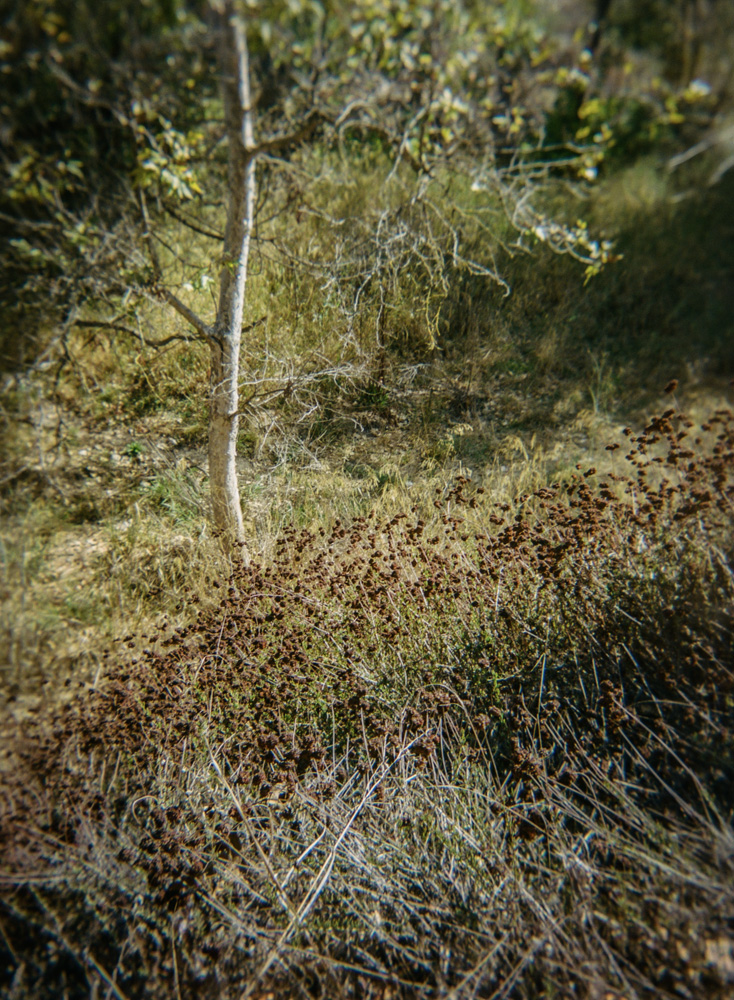 October in Los Gatos Creek