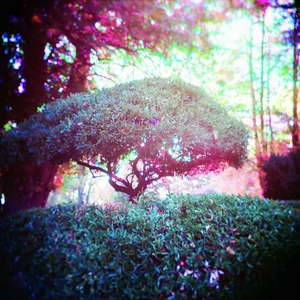 Backlit Churchyard Yew Tree Trichrome