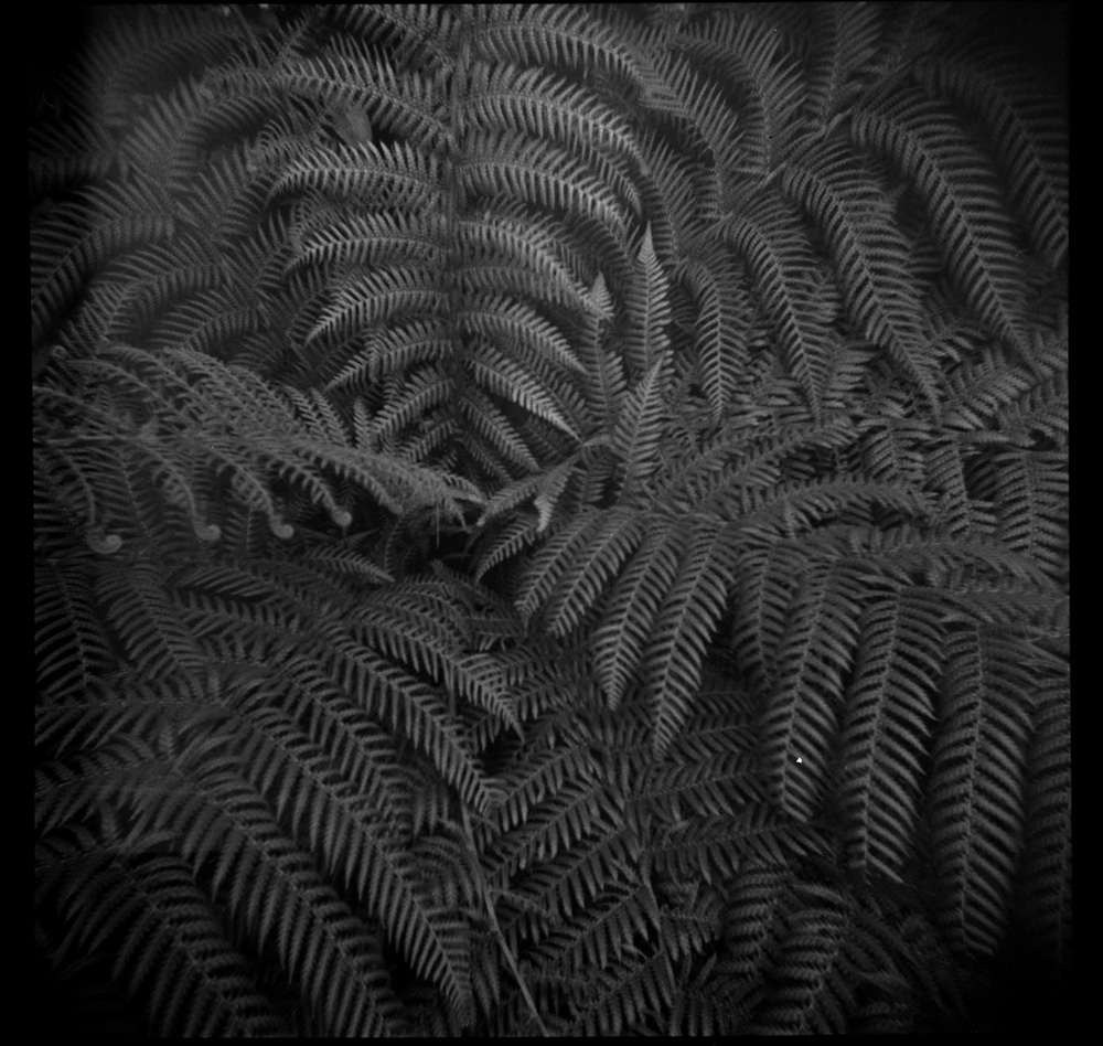 Fern