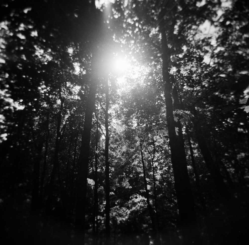 The Light in the Forest