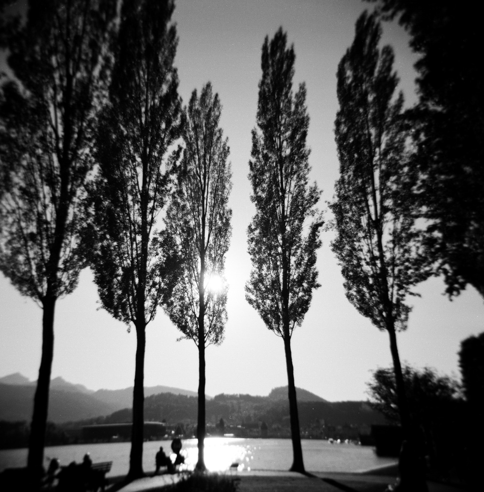 Poplars near the Lake