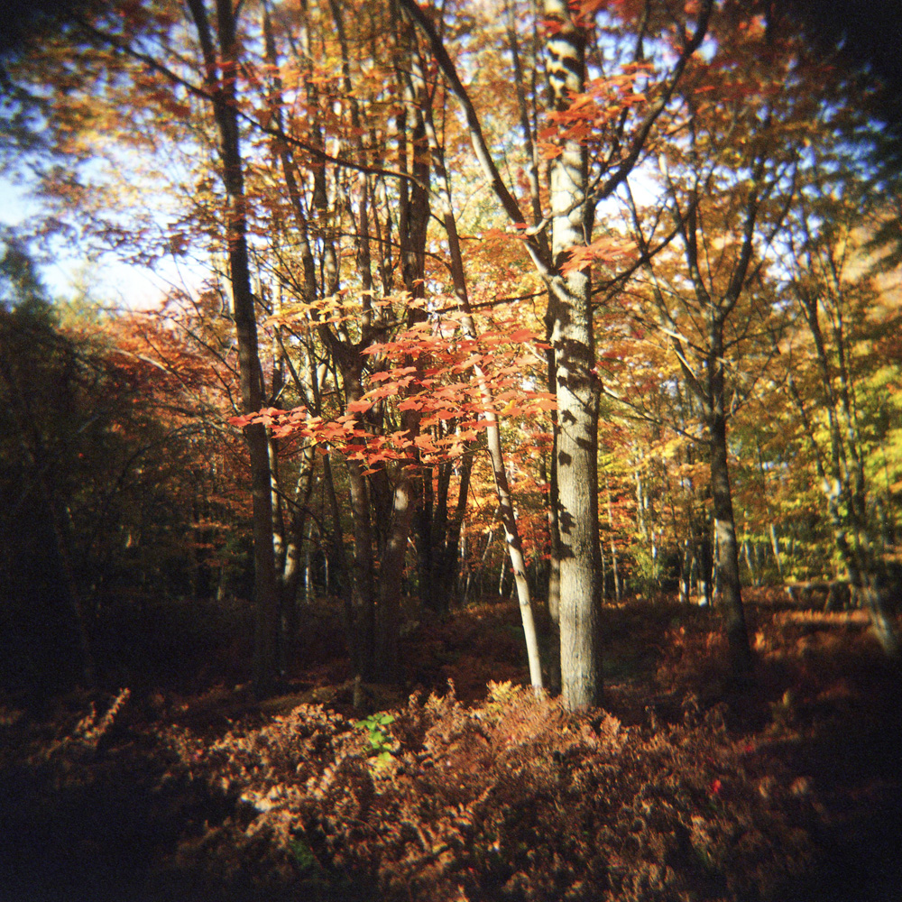 Maple in the Fall