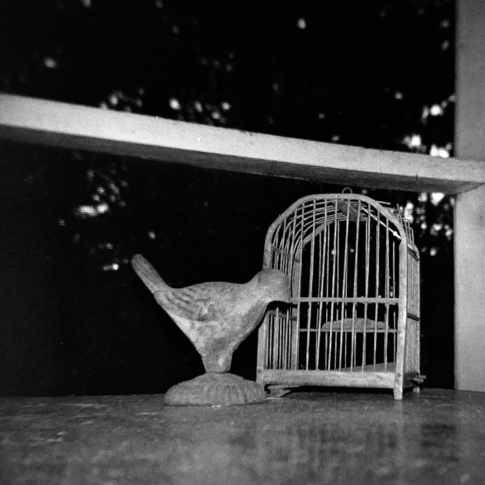 Bird Cage