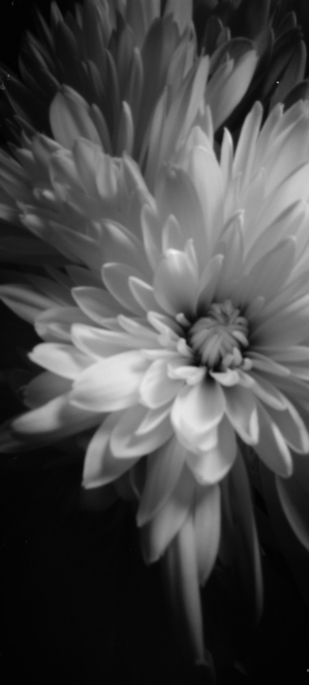 Floral Pinhole Macrophotography