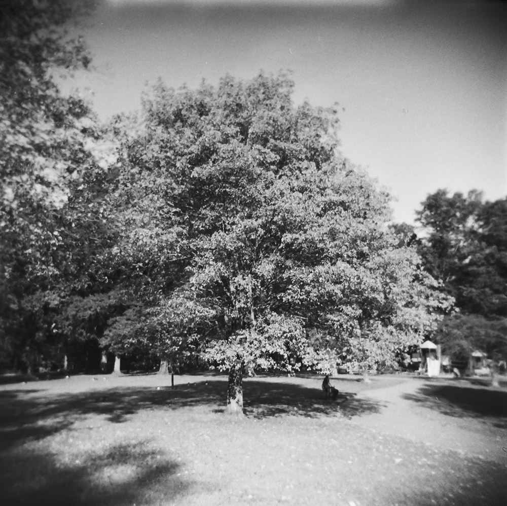 Tree in the Park