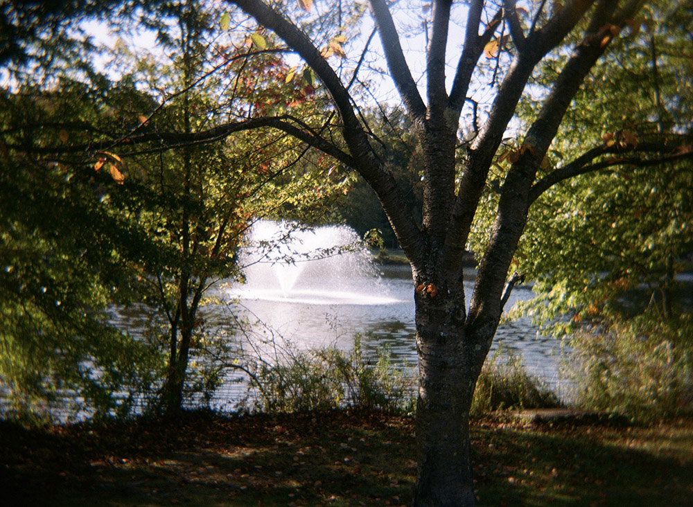 Tree and Fountain in the Park