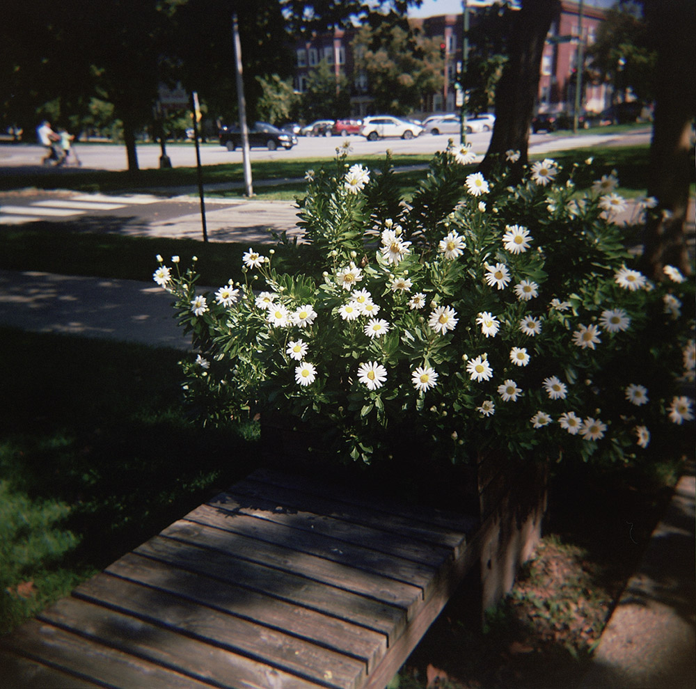 Daisies in Bloom