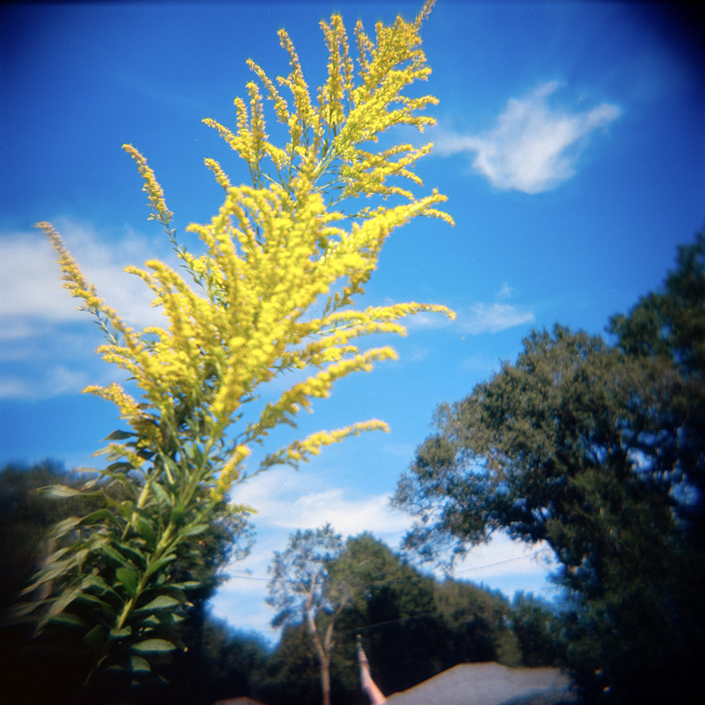 Goldenrod Bluesky