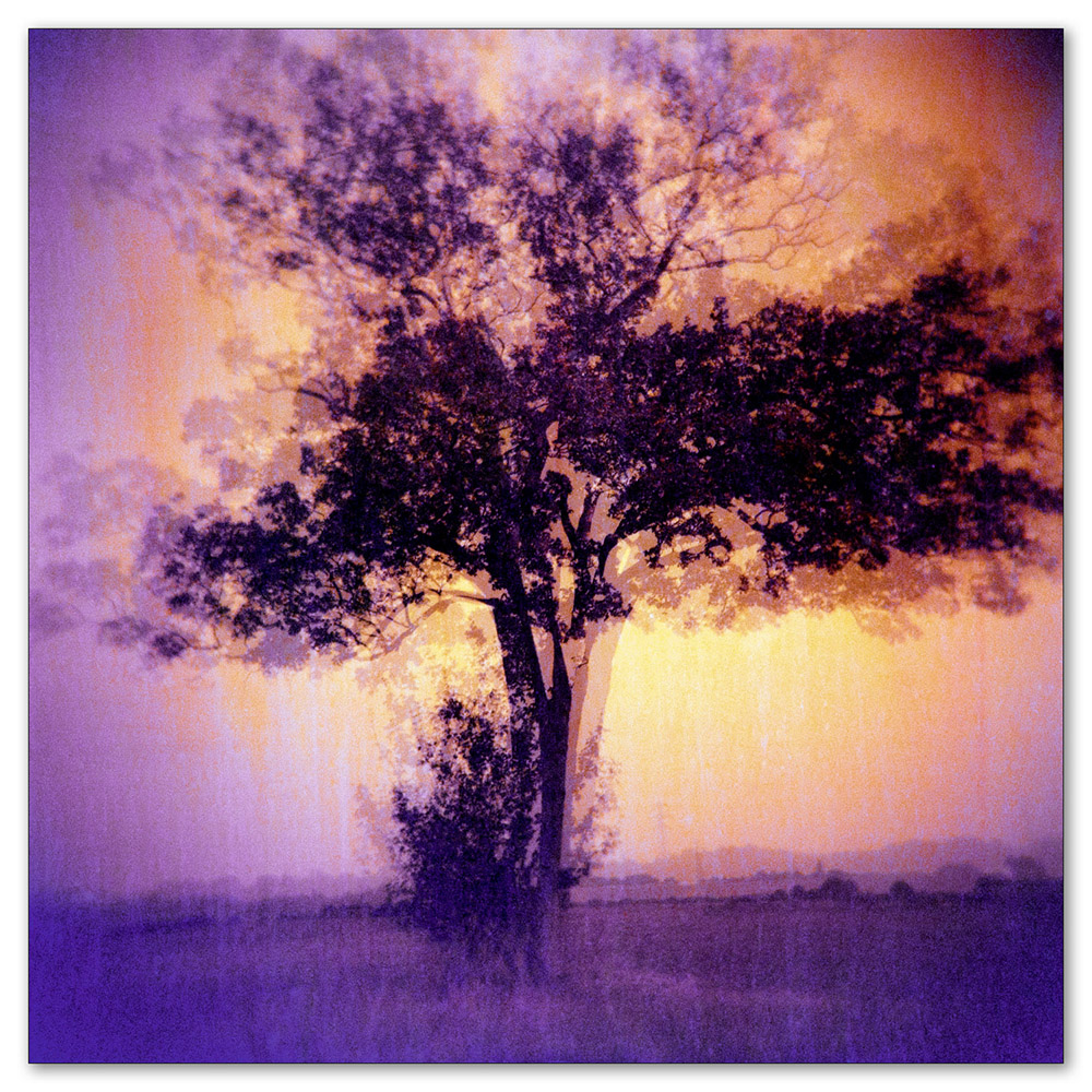 Red(pink)scale Tree multi exposure