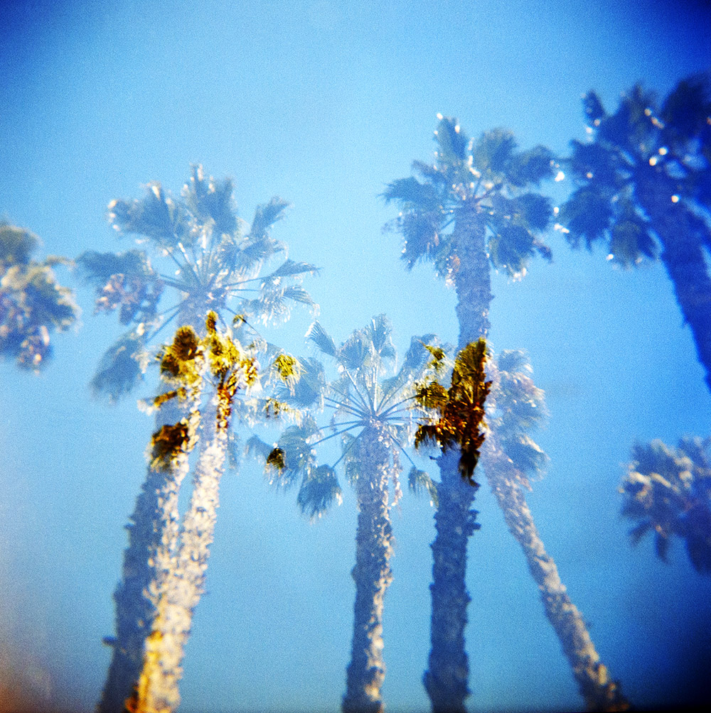 California Palms