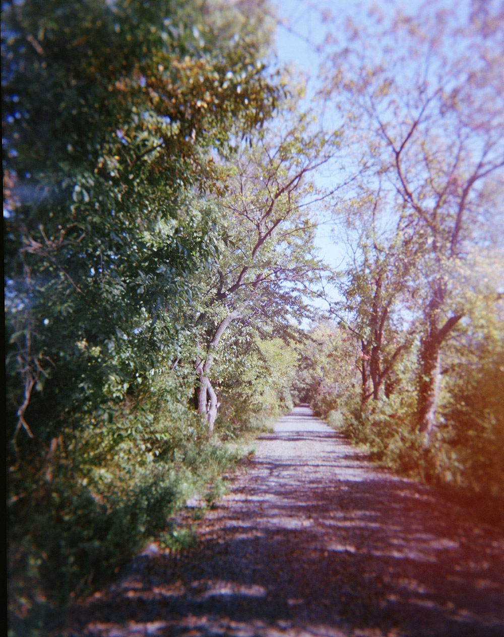 Dappled path