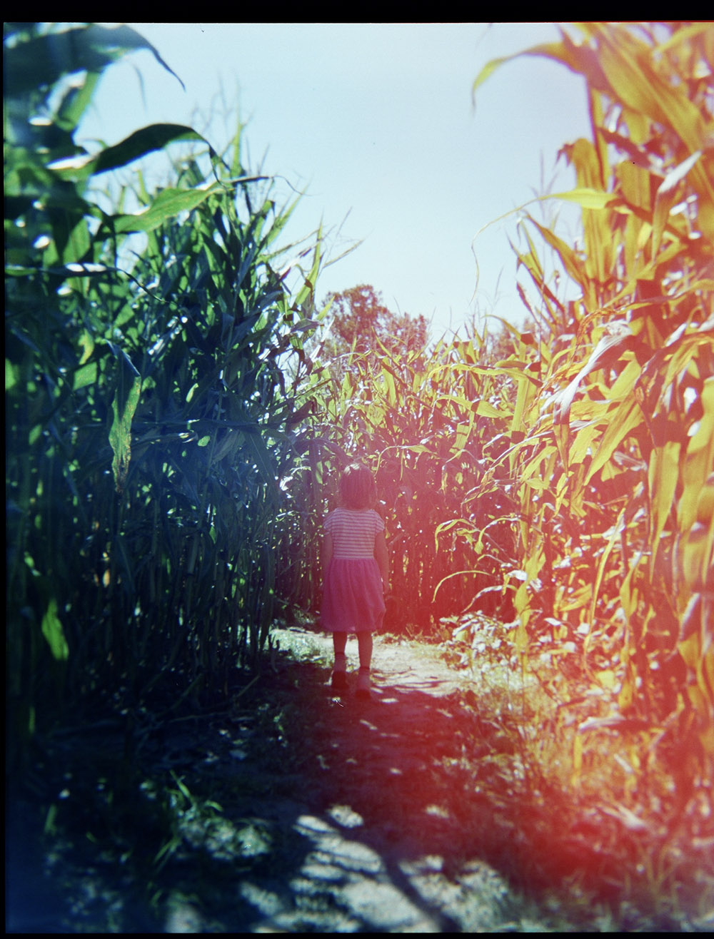 Corn maze