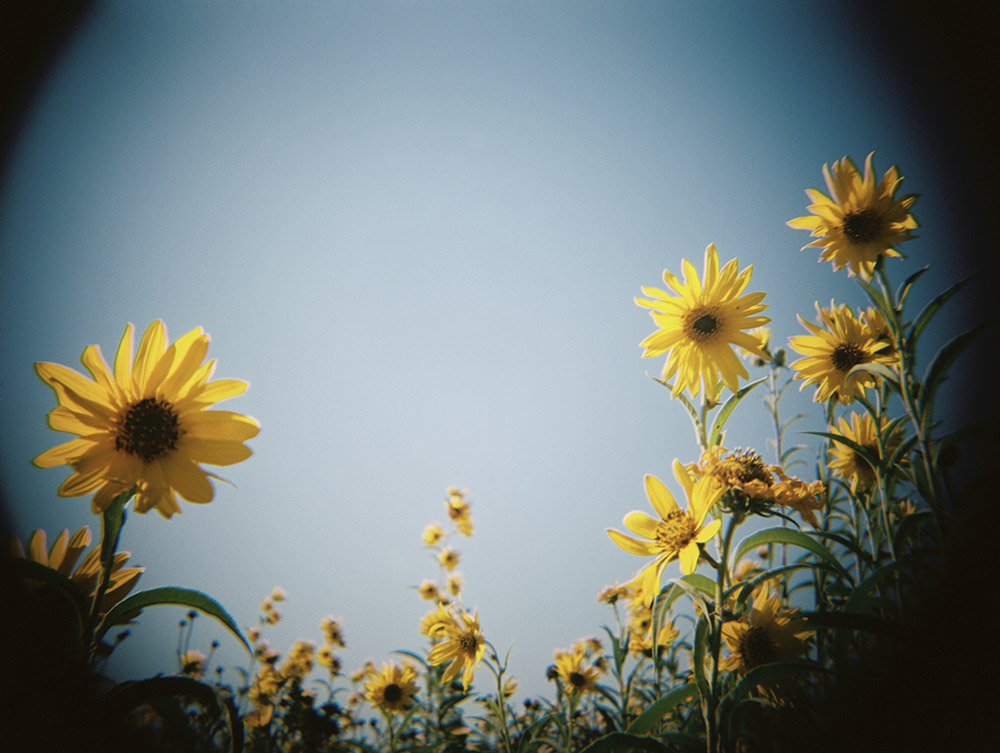 A Conversation with the Flowers