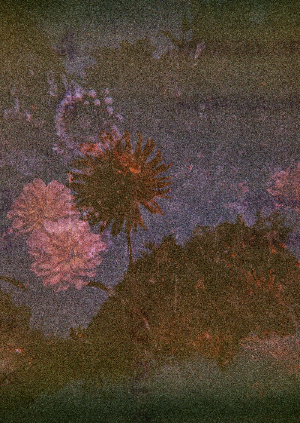 Dahlias on Expired Film